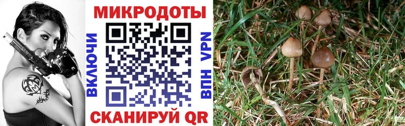 Псилоцибиновые грибы GOLDEN TEACHER  OMG маркетплейс  Микунь 
